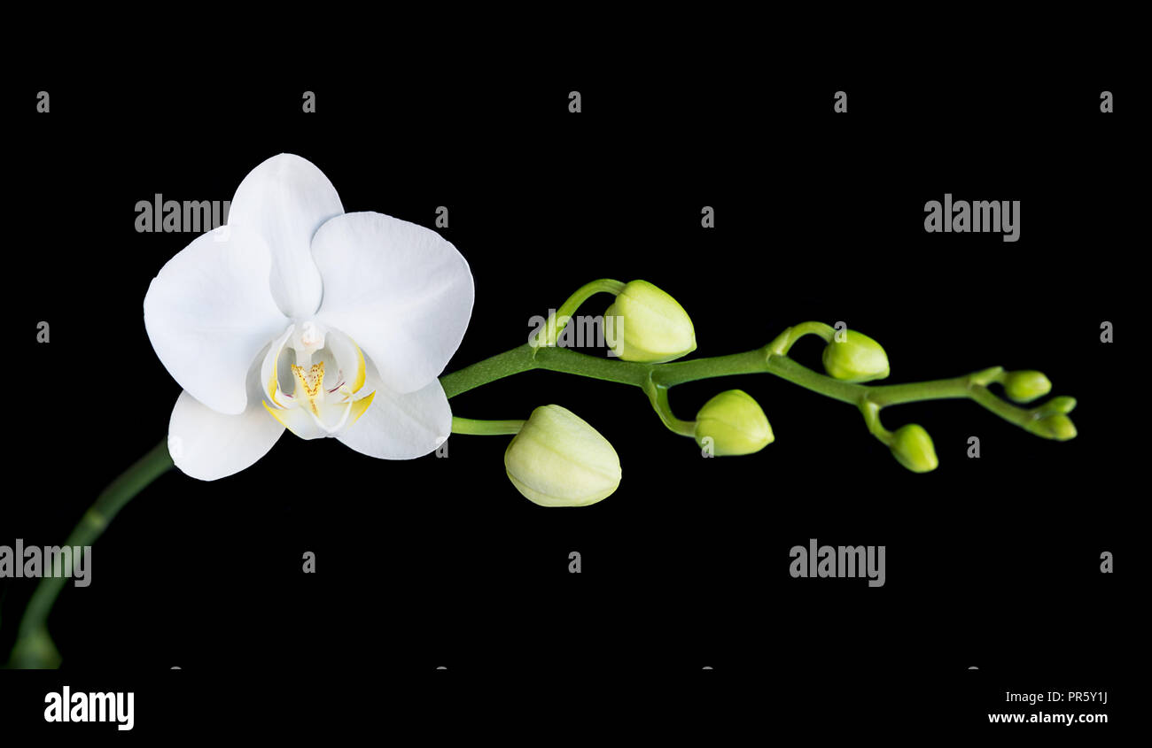 White flower of a phalaenopsis orchid with several buds on a branch, isolated on a black background Stock Photo