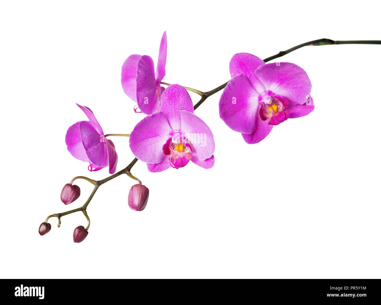Pink flower of a phalaenopsis orchid with several buds on a branch, isolated on a white background Stock Photo