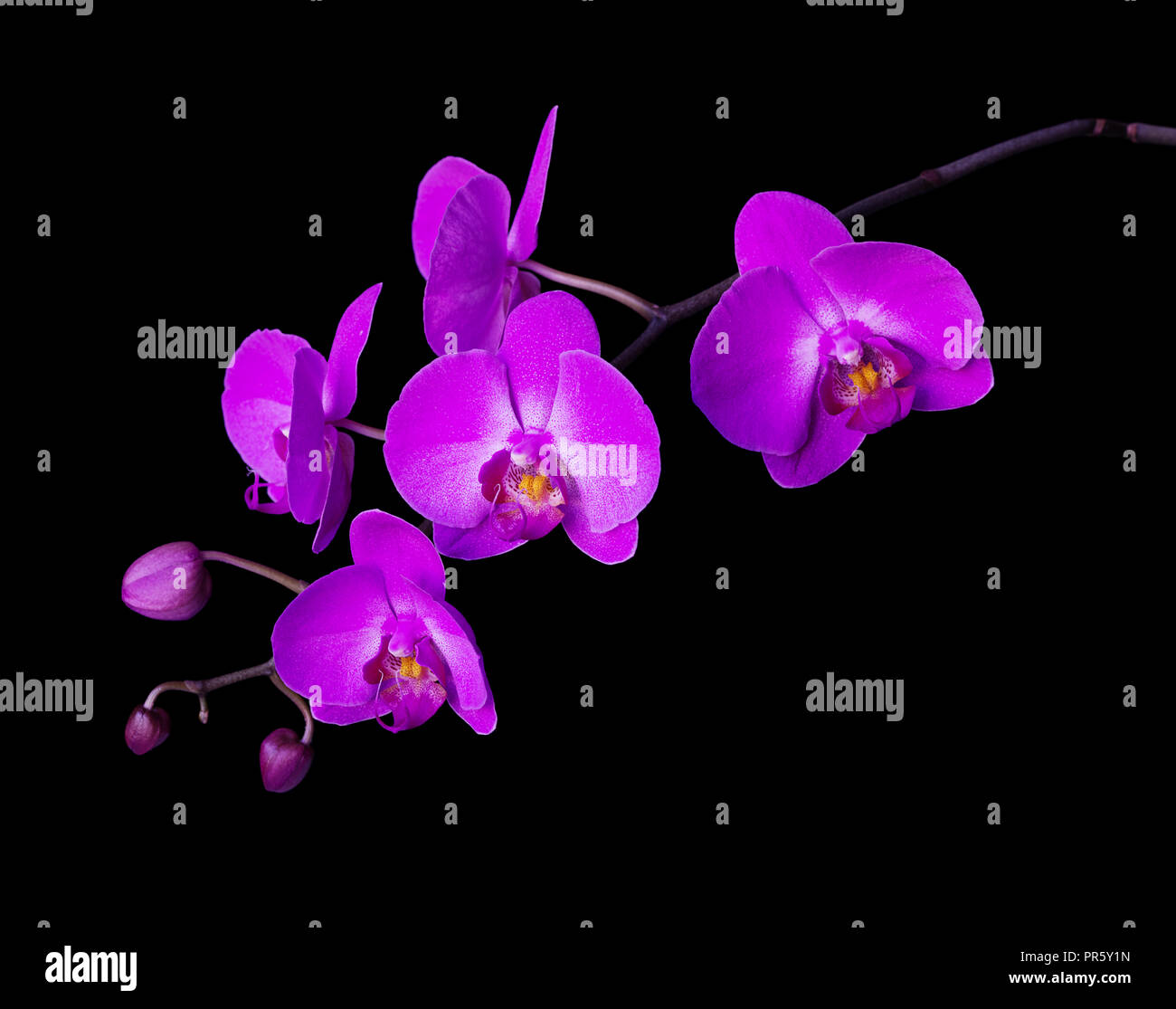Pink flower of a phalaenopsis orchid with several buds on a branch, isolated on a black background Stock Photo