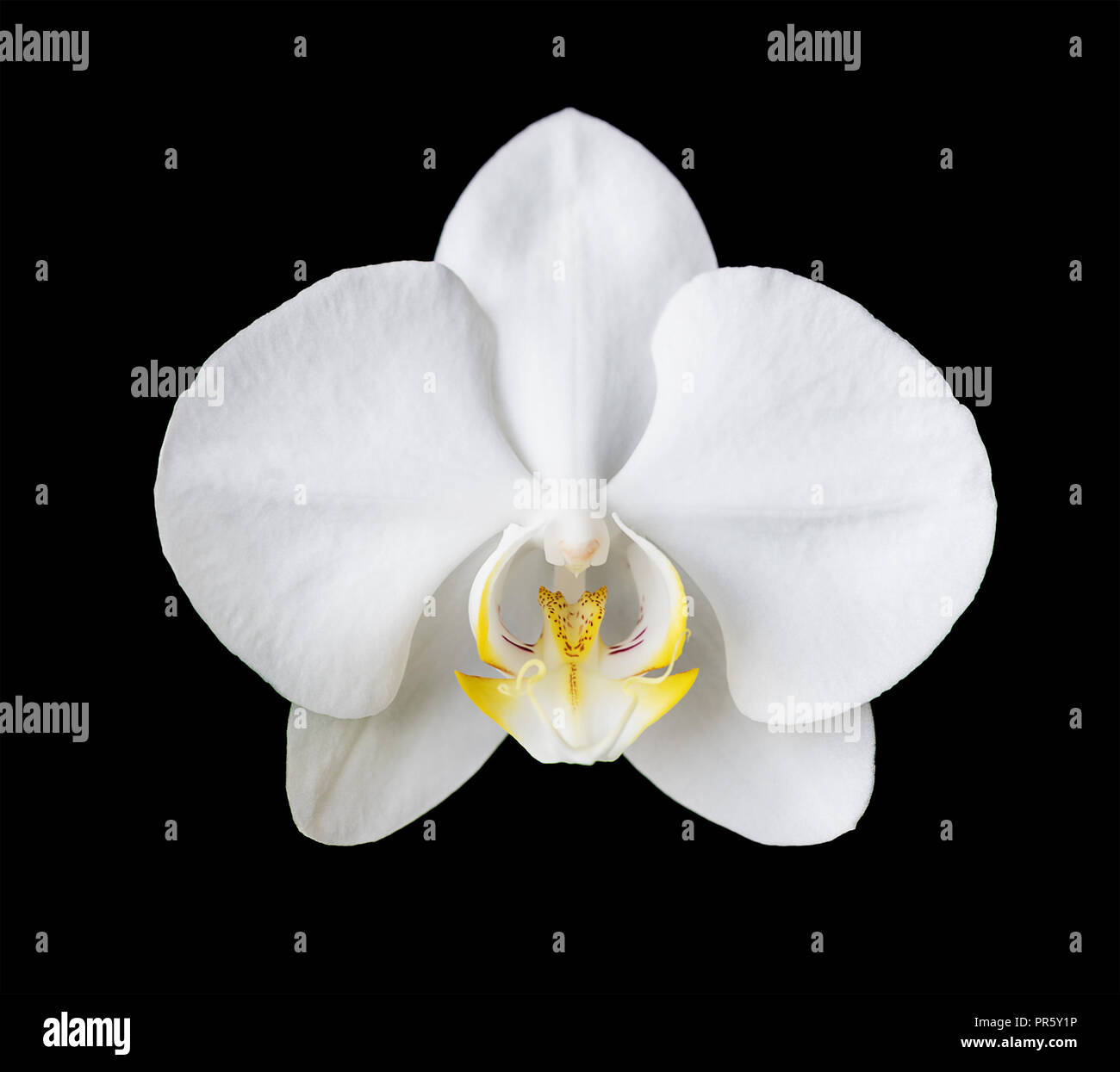 Single elegant flower of a white phalaenopsis orchid isolated on a black background Stock Photo