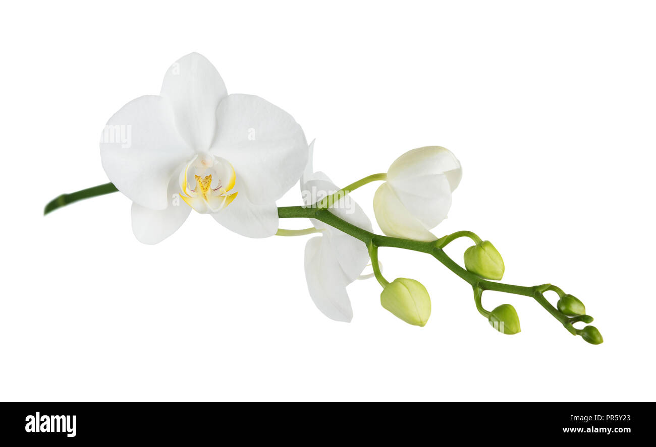 White flower of a phalaenopsis orchid with several buds on a branch, isolated on a white background Stock Photo