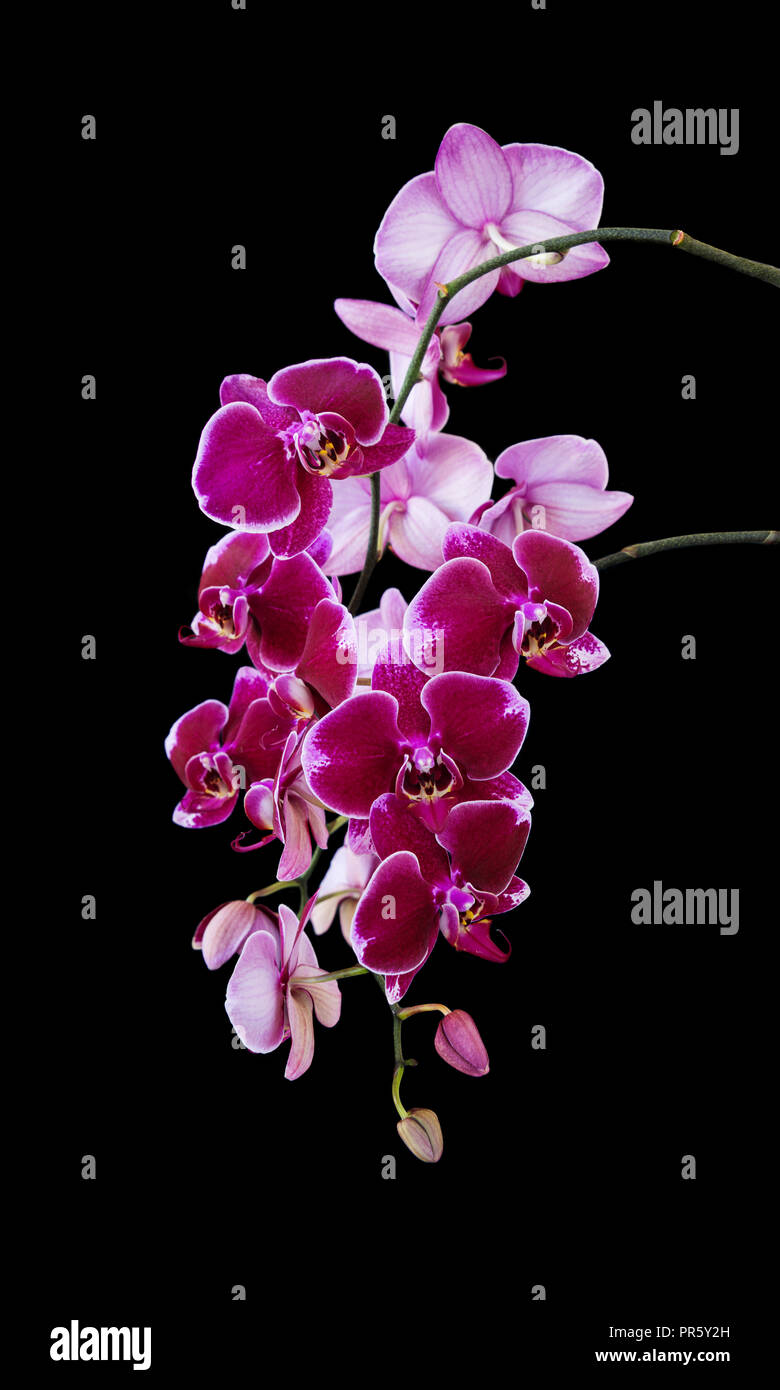 Rich branch of dark red orchid phalaenopsis flowers close-up, isolated on a black background, vertical image Stock Photo