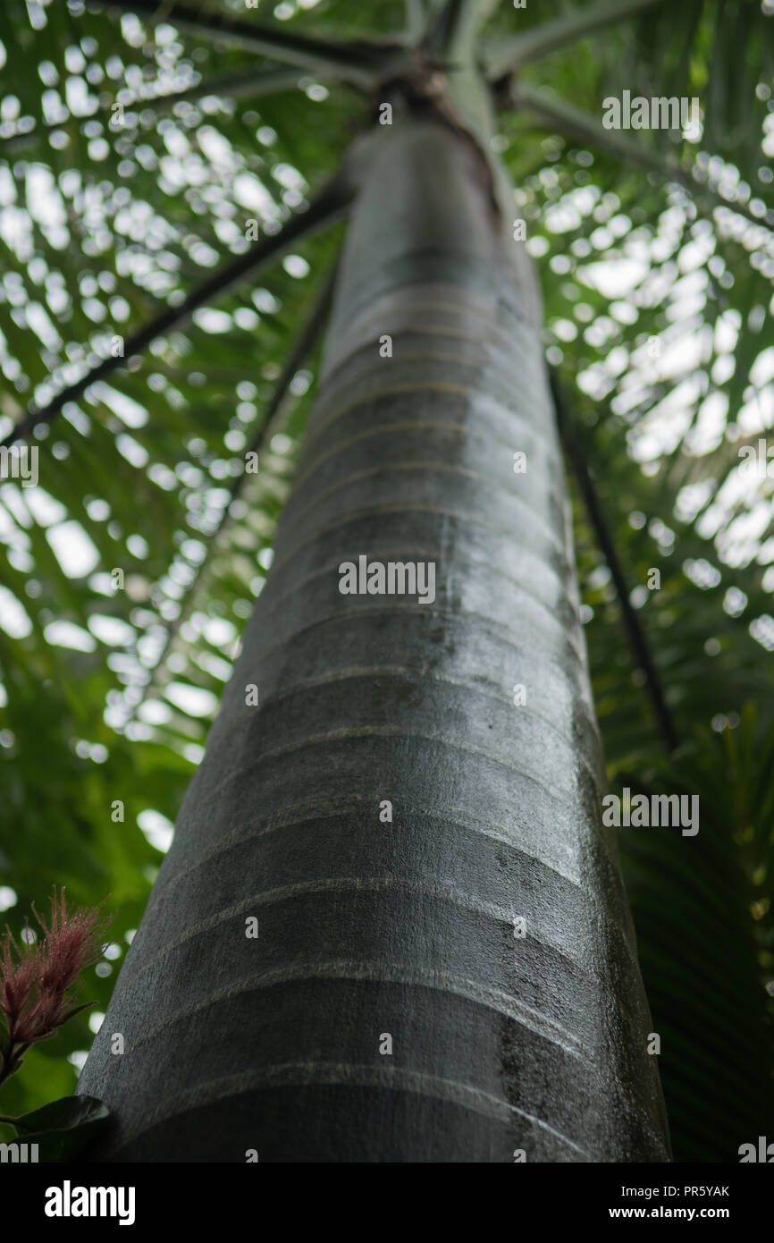 A upward view of the trunk of the Cuban Royal Palm Stock Photo