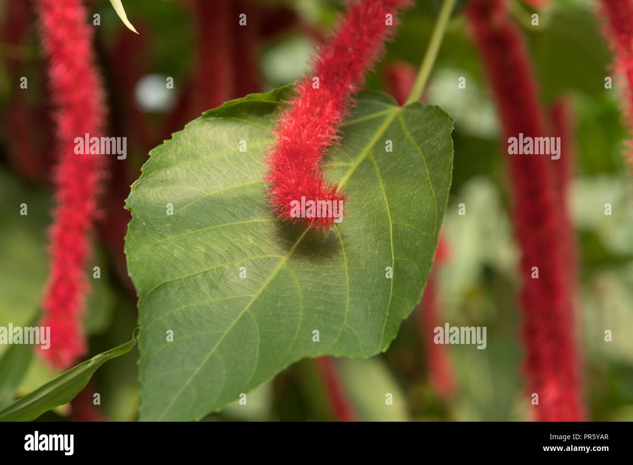Furry like tail of the Red Hot Cat's Tail plant Stock Photo