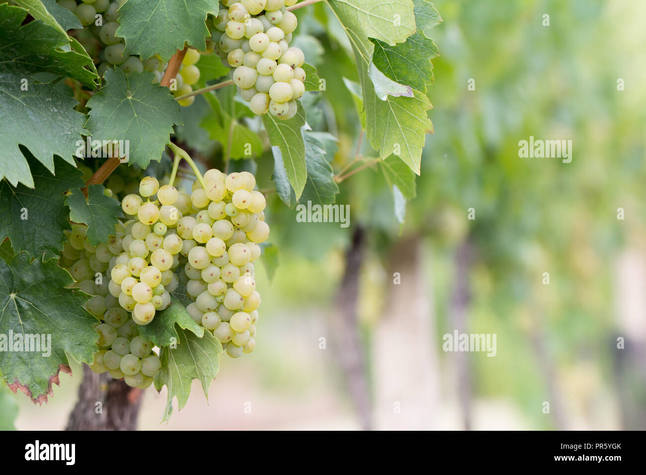 Bunch of grapes Stock Photo - Alamy