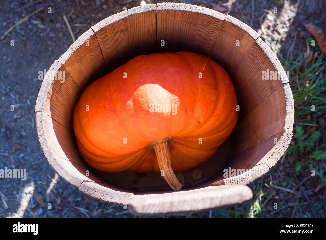 Different pumpkins as a symbol of autumn and hellowen. Stock Photo