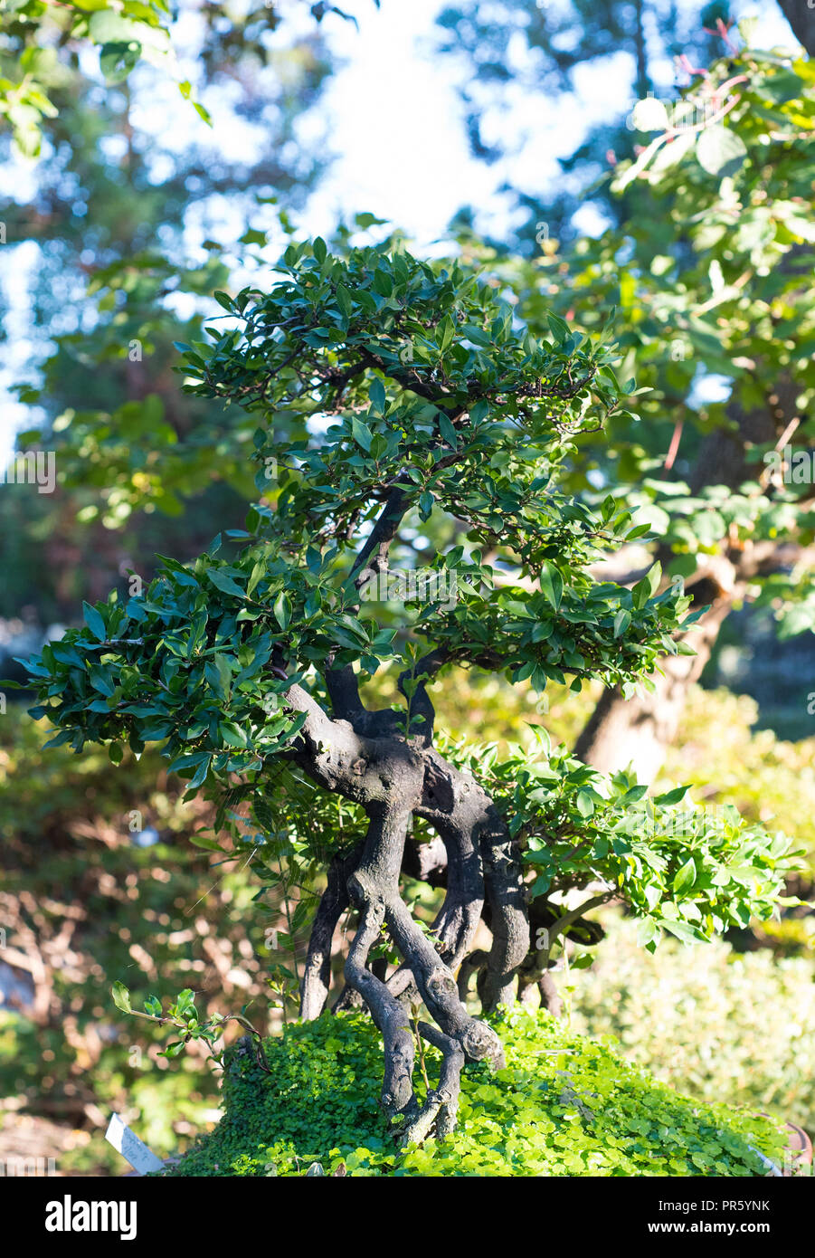 Japanese bonsai in a Japanese garden with a shining sun. Stock Photo