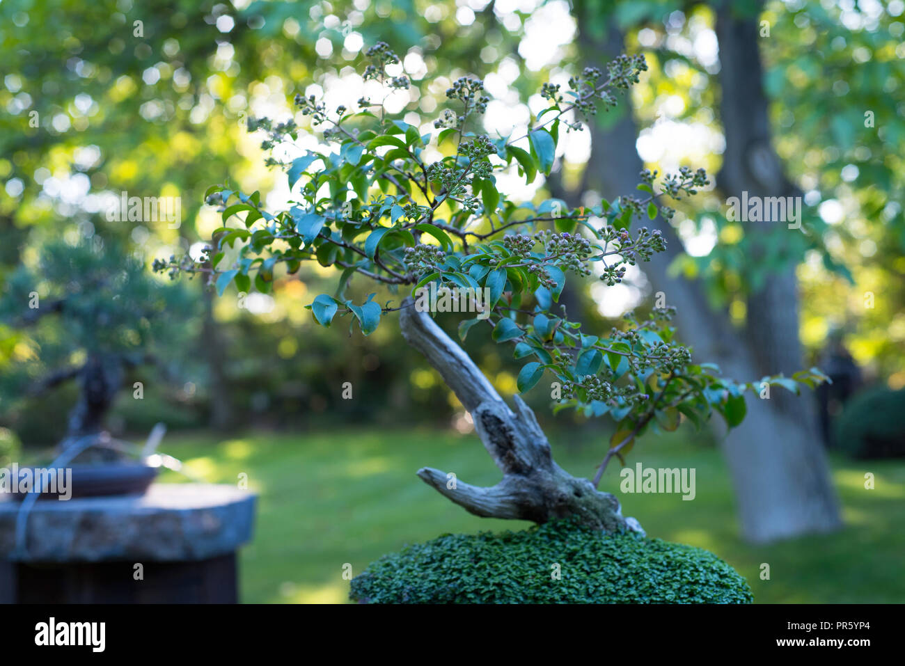 Japanese bonsai in a Japanese garden with a shining sun. Stock Photo