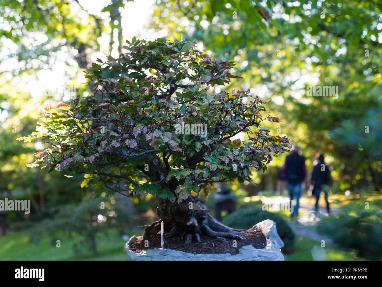 Japanese bonsai in a Japanese garden with a shining sun Stock Photo Alamy