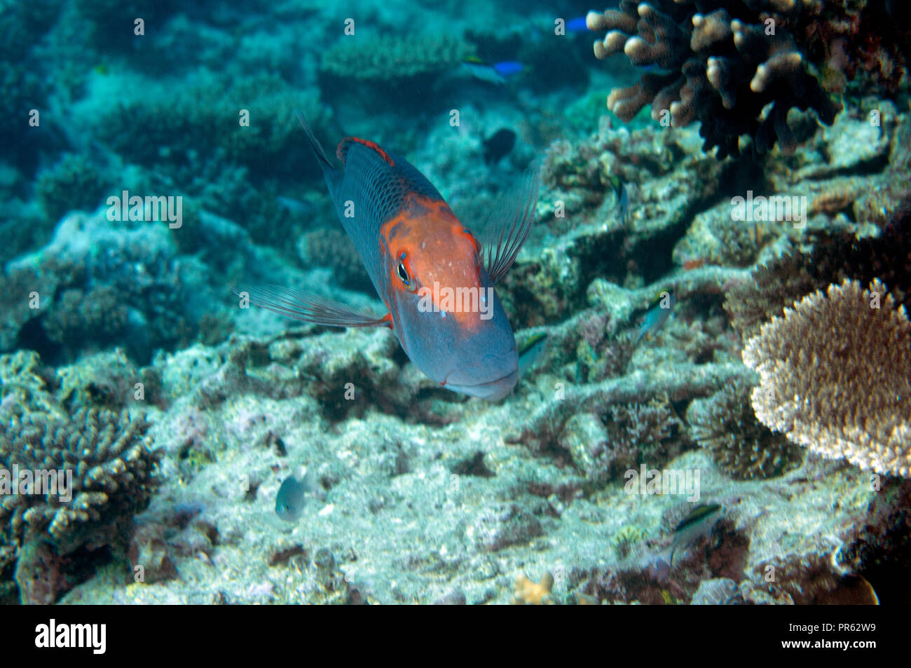 Sweetlip emperor, Lethrinus miniatus, Heron Island, Great Barrier Reef, Australia Stock Photo