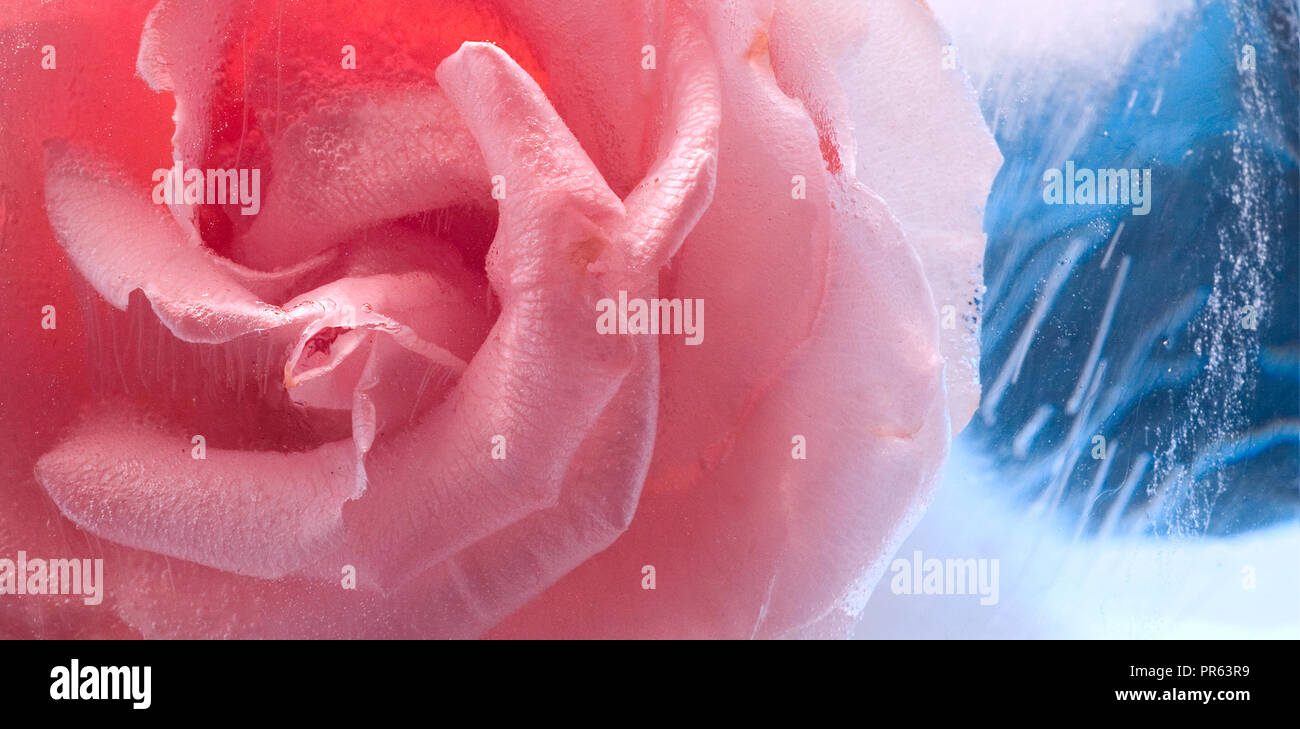 A rose in ice. Macro. Frozen beautiful flower Stock Photo - Alamy