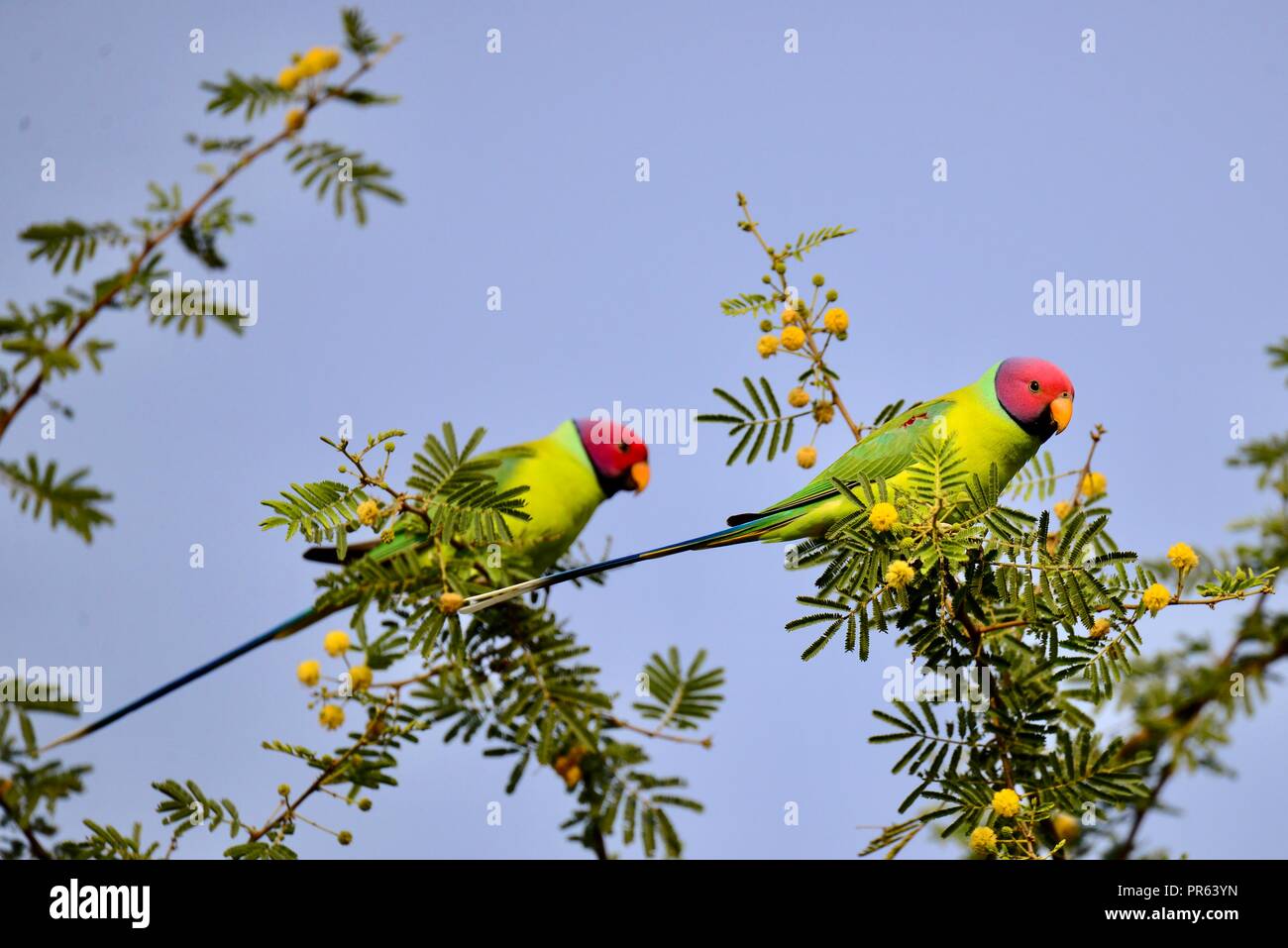 Plum Headed Parakeet - Couple Birds / Parrot Stock Photo