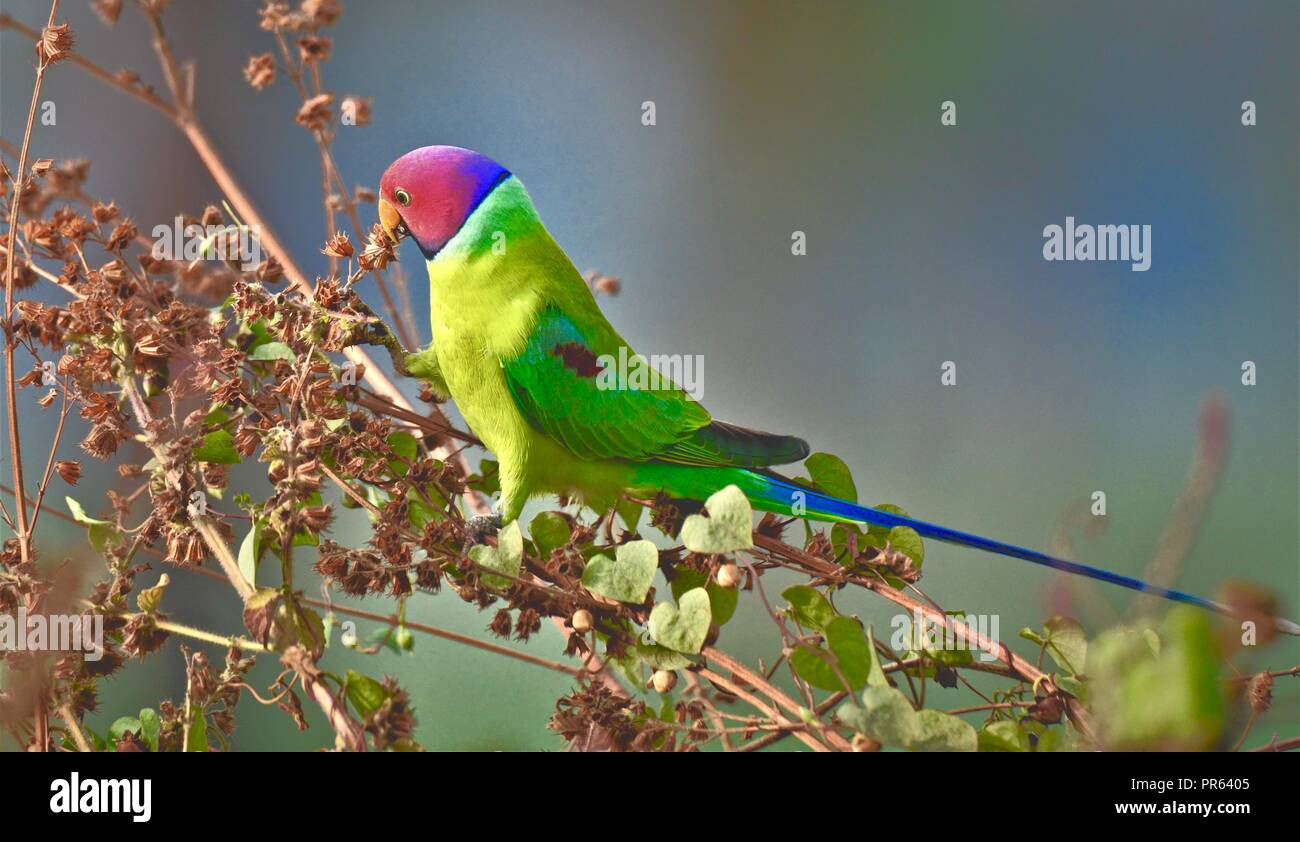 Plum Headed Parakeet - Couple Birds / Parrot Stock Photo