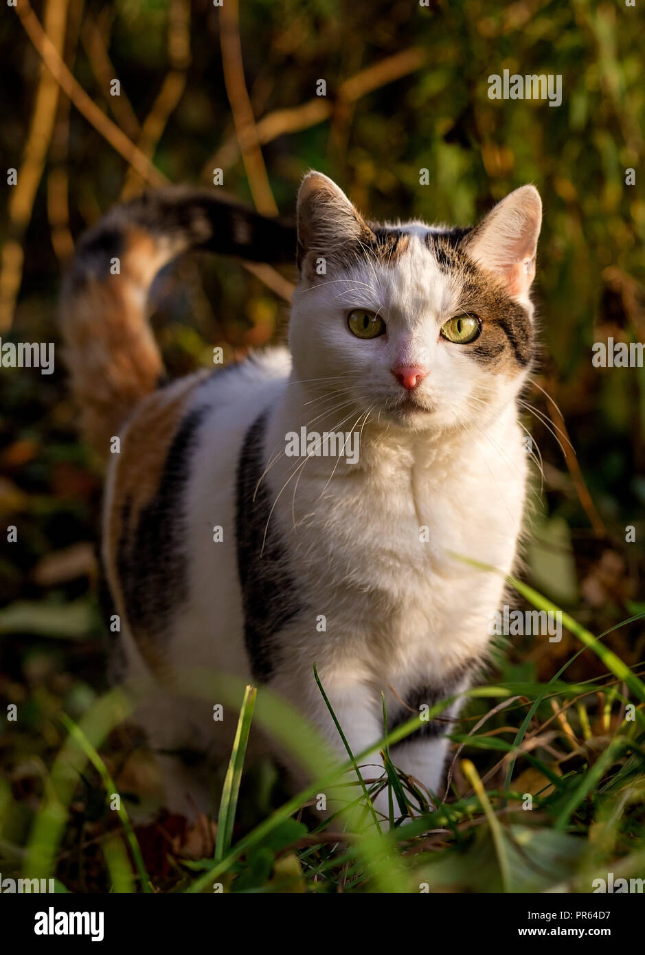 Cat in the garden Stock Photo - Alamy