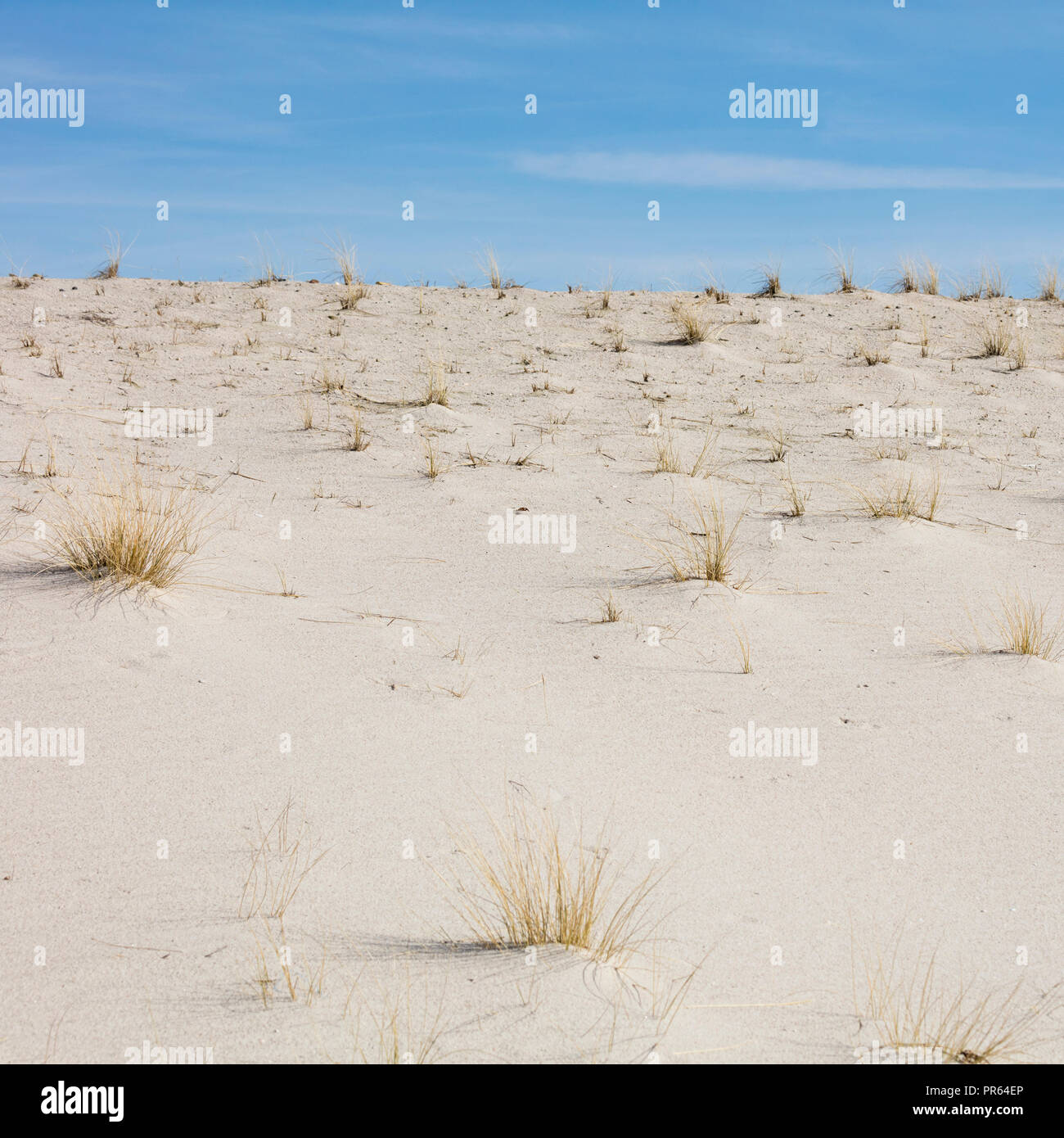 Sand dune at List, Sylt, North Frisian Island, North Frisia, Schleswig-Holstein, Germany, Europe Stock Photo