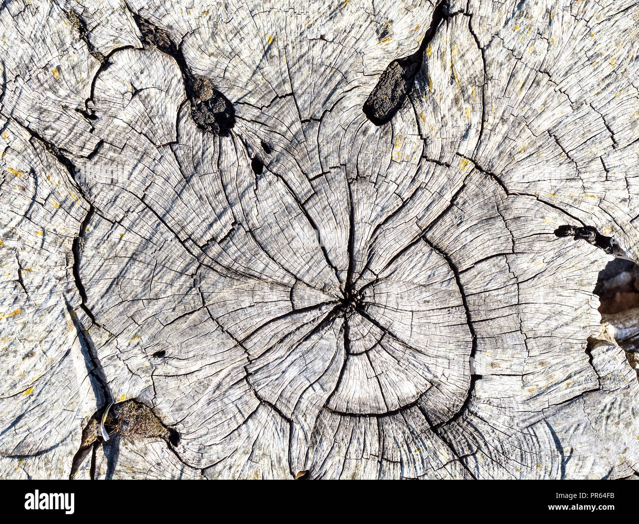 Ghostly face revealed in cracked tree stump. Stock Photo