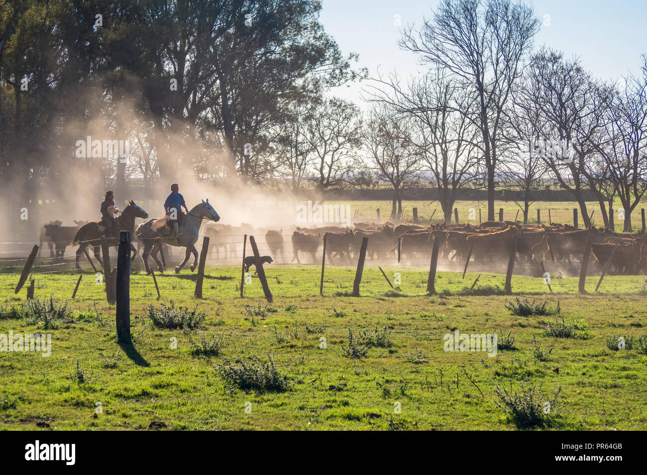 Gaucho in a rodeo with cows Argentina. The pampa in argentina Stock Photo