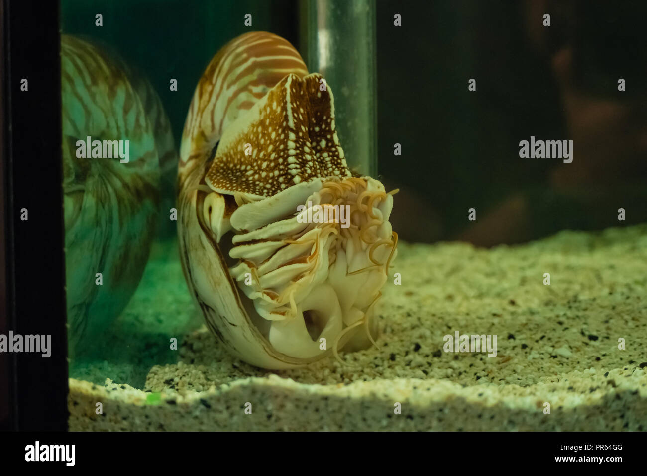 Nautilus shell swimming in aquarius. Living fossil Stock Photo