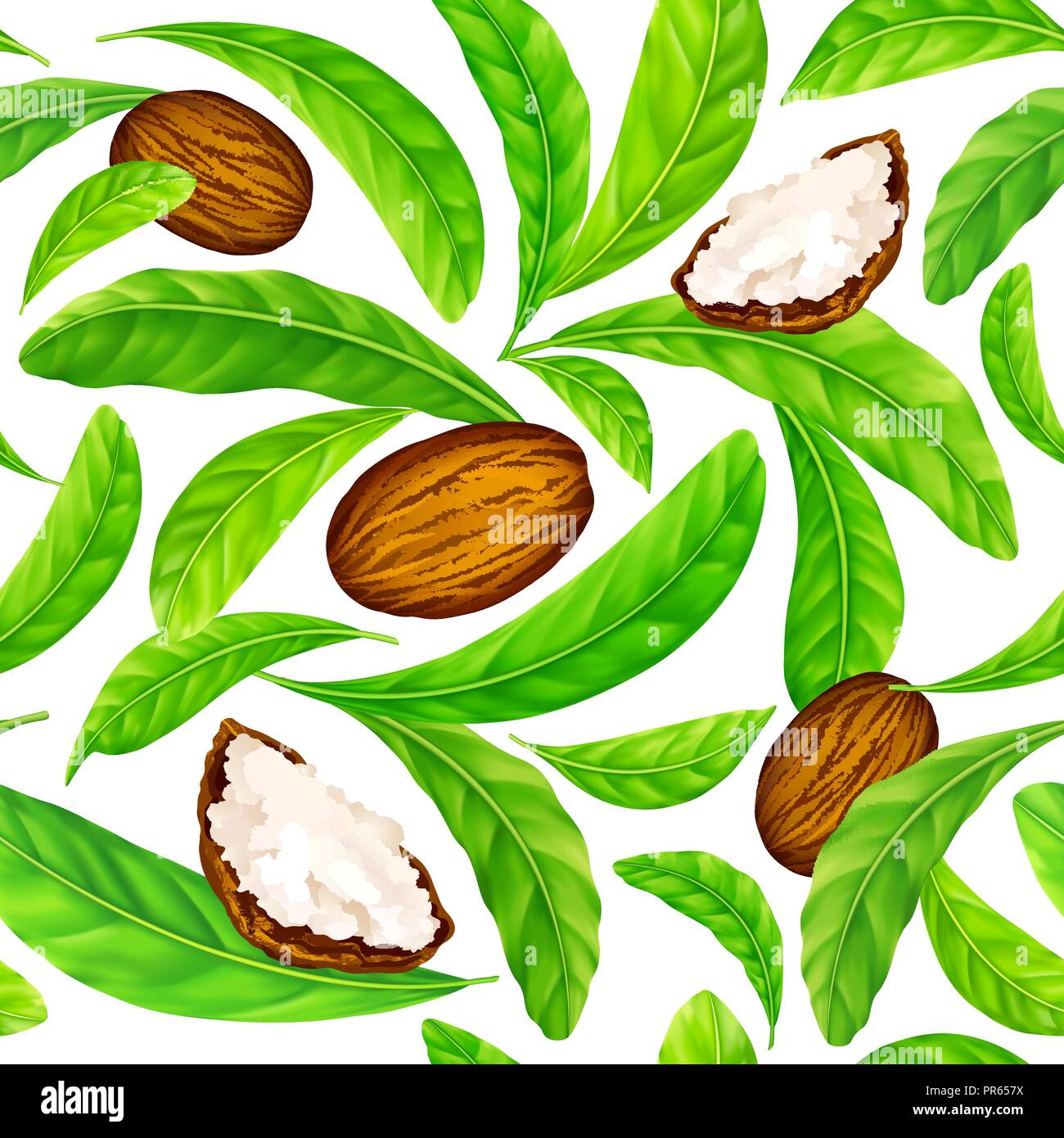 Shea nuts with leaves in vector pattern. Stock Vector