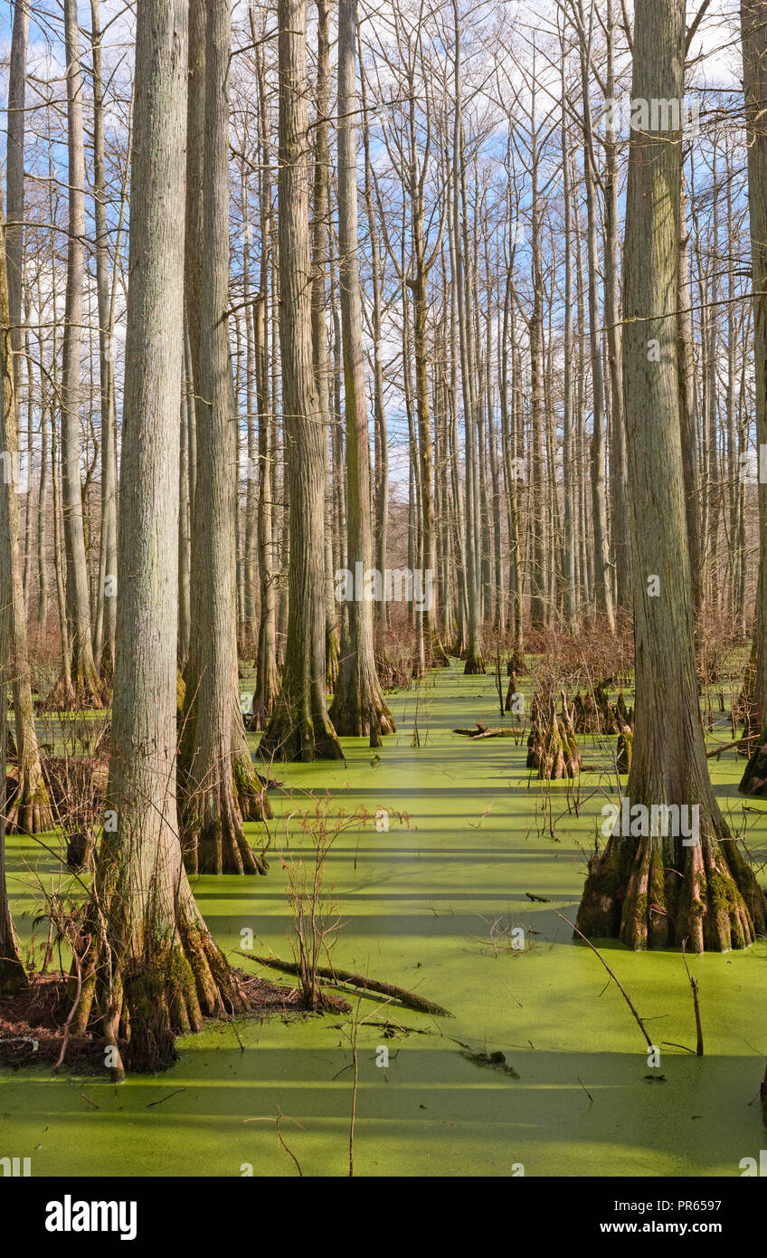 Cypress Swamp in the Sun at Heron Pond in Southern Illinois Stock Photo