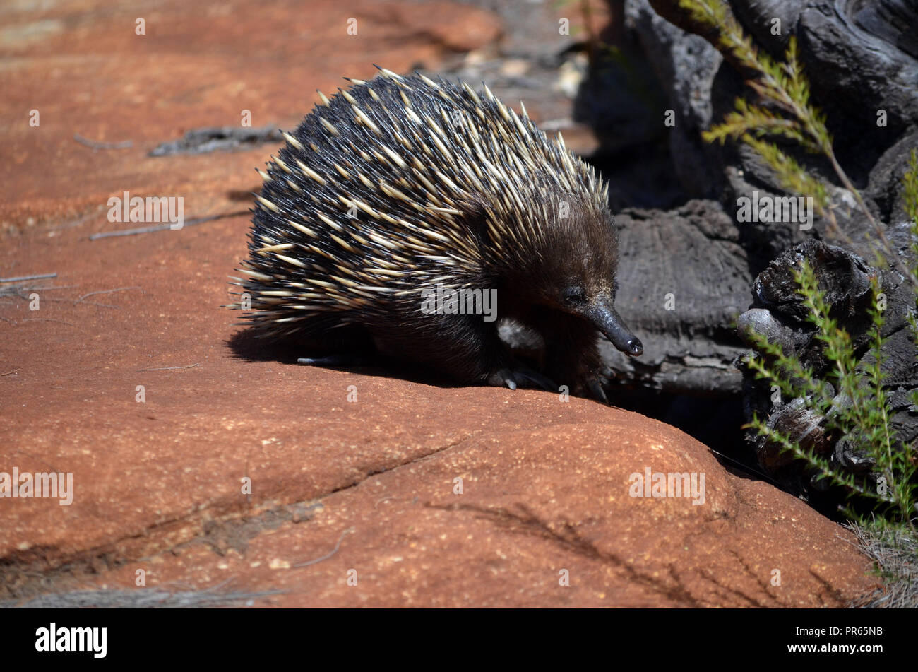 Australian echidna, the spiny anteater, Tachyglossus aculeatus, searching for ants on sandstone rocks, Royal National Park, Sydney, NSW, Australia Stock Photo