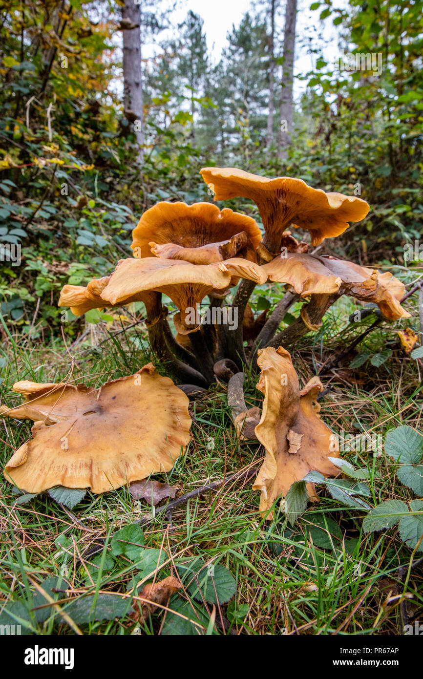 Large fungus possible a honey fungus such as Armillaria mellea growing on the woodland floor of Leigh Woods outside Bristol. Stock Photo