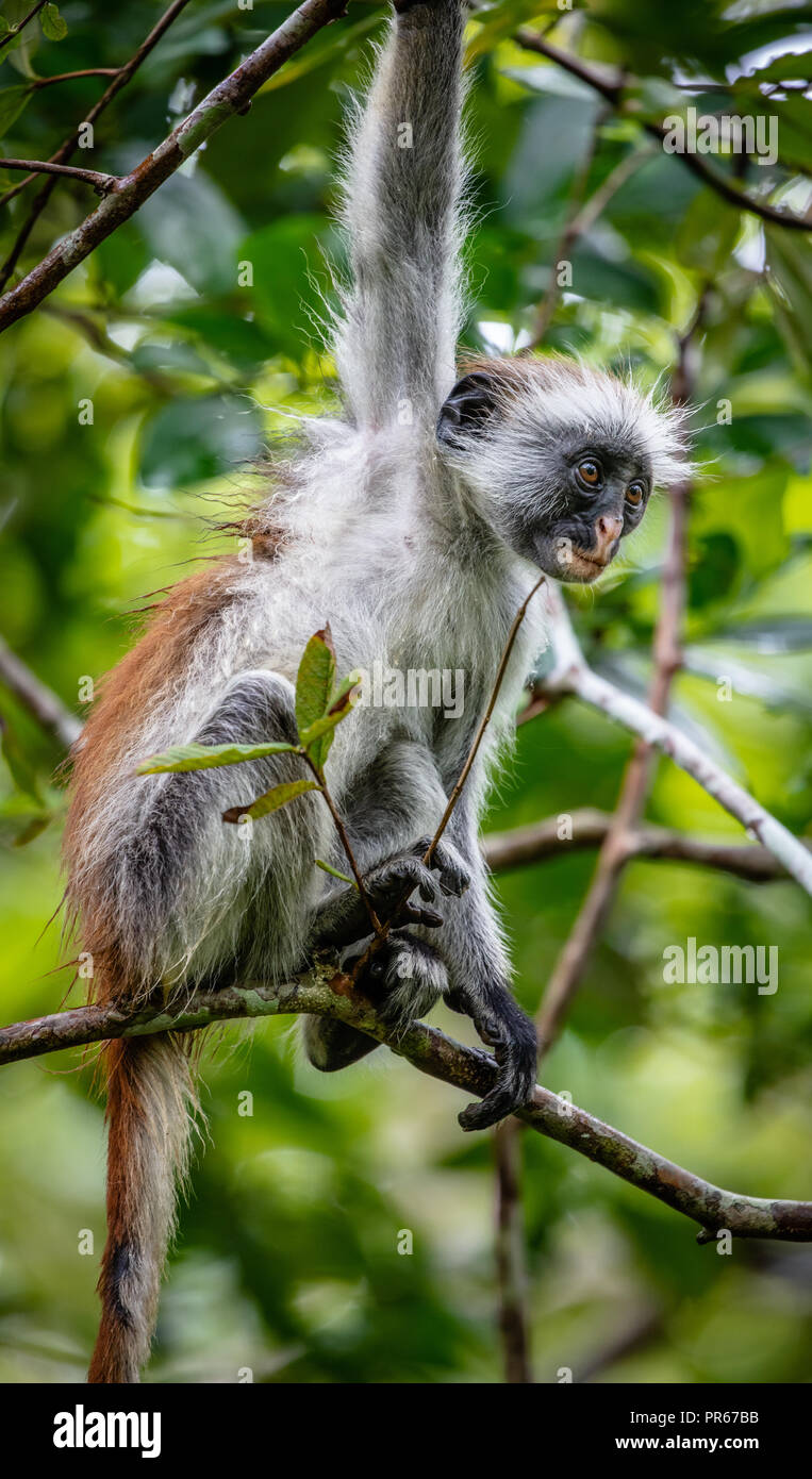 Juvenile red colobus monkey Procolobus kirkii at Jozani forest on the island of Zanzibar East Africa Stock Photo