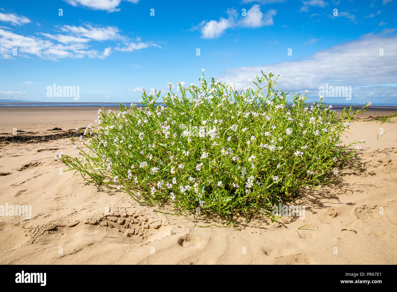 Sea stock Matthiola sinuata a rare crucifer growing above high tide line at Berrow Dunes on the Bristol Channel Somerset UK Stock Photo