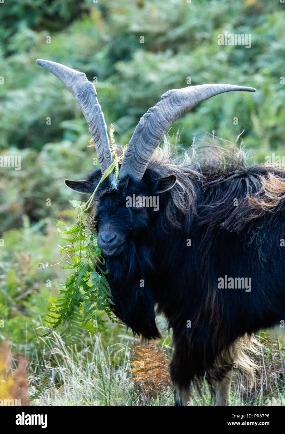 Wild goat ram with vegetation decorating his horns on Lundy Island off the coast of Devon UK Stock Photo