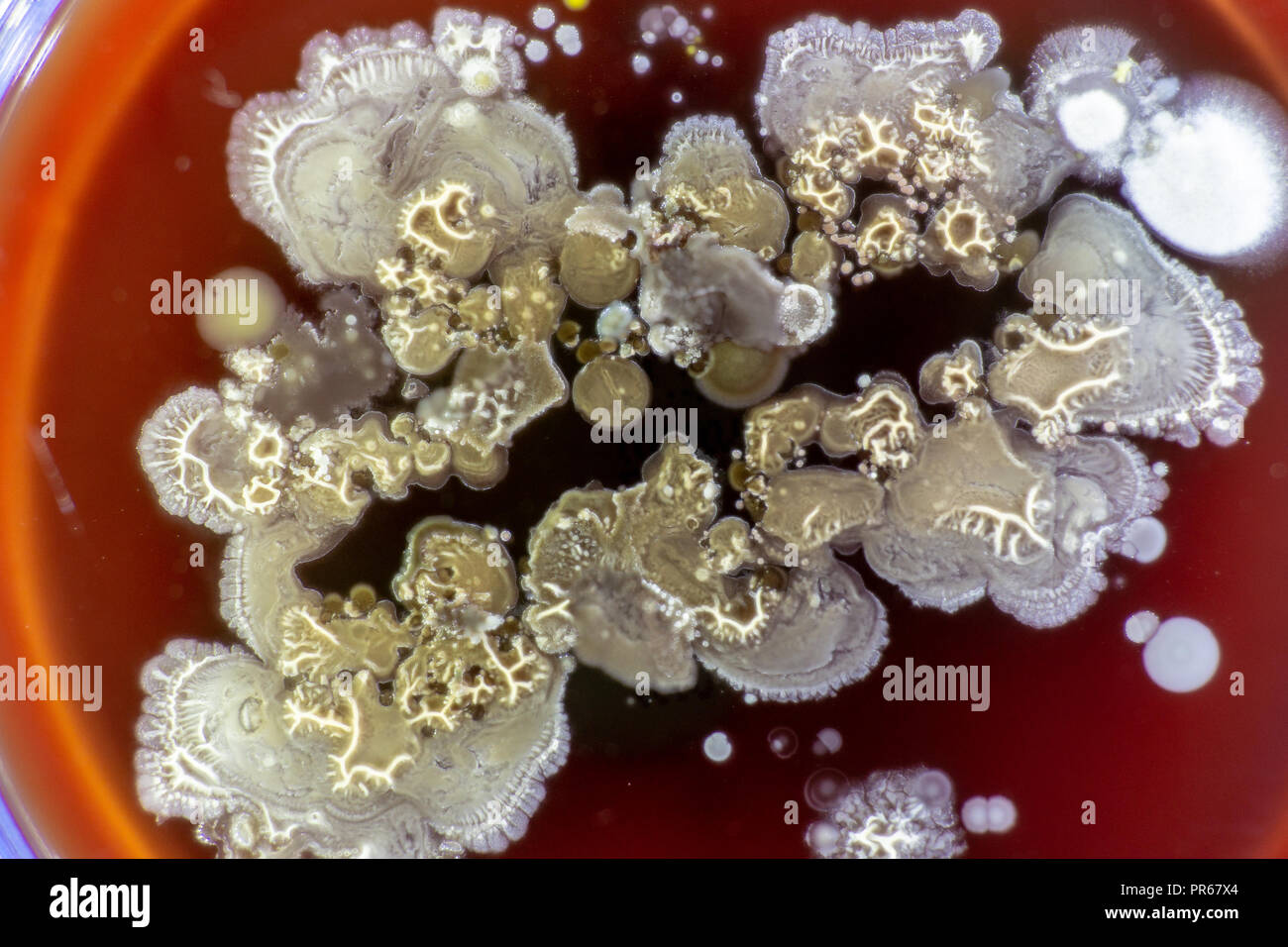 Mold in Petri dish Stock Photo Alamy