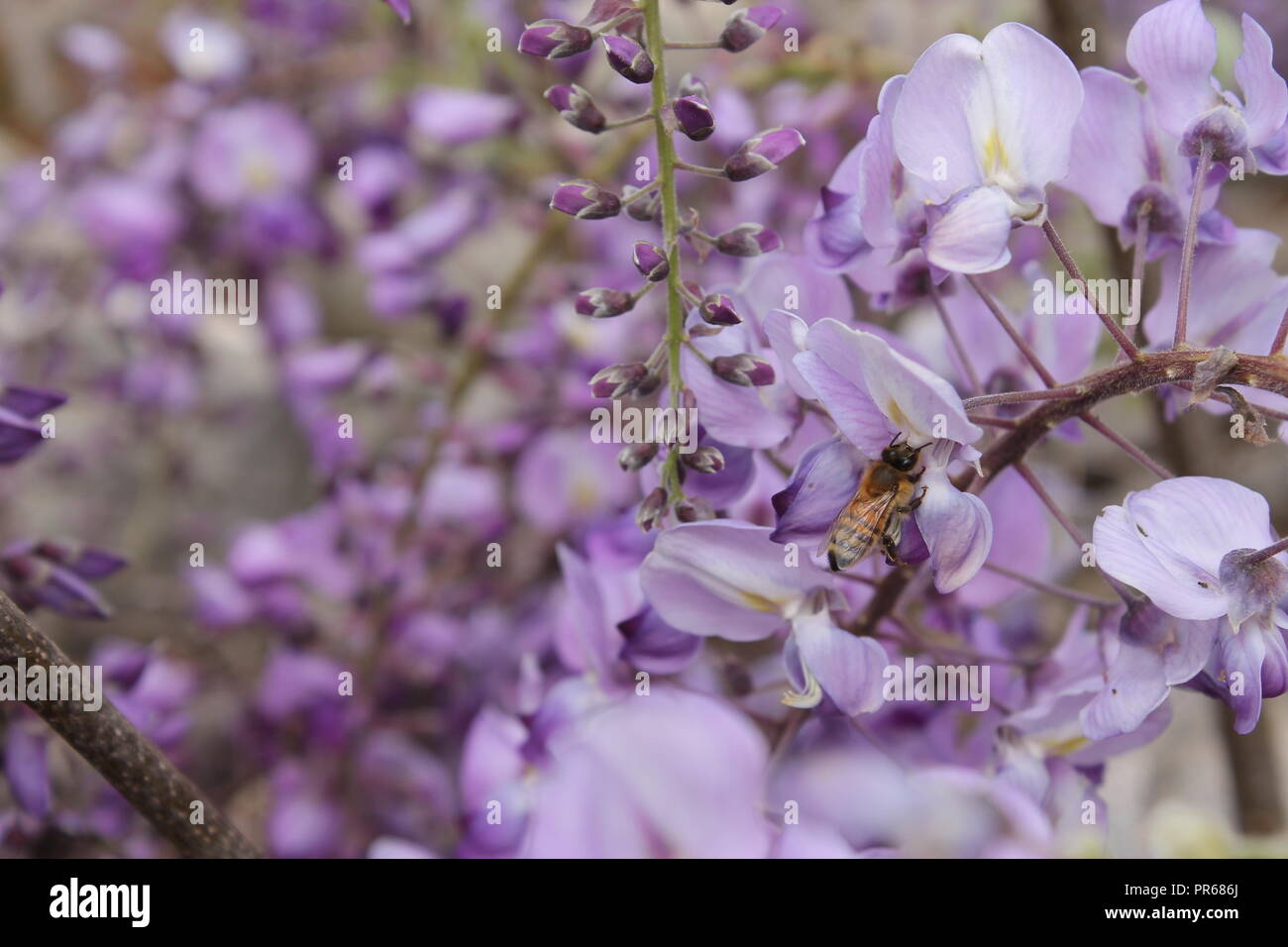 Wisteria in bloom in the Italian countryside Stock Photo