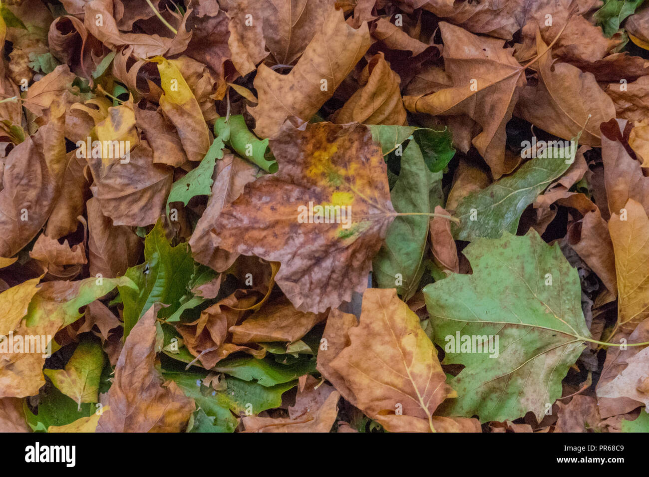 beautiful and colourful autumn leaves on the forest or woodland floor in autumnal colours and shades of yellow, orange and brown. Stock Photo