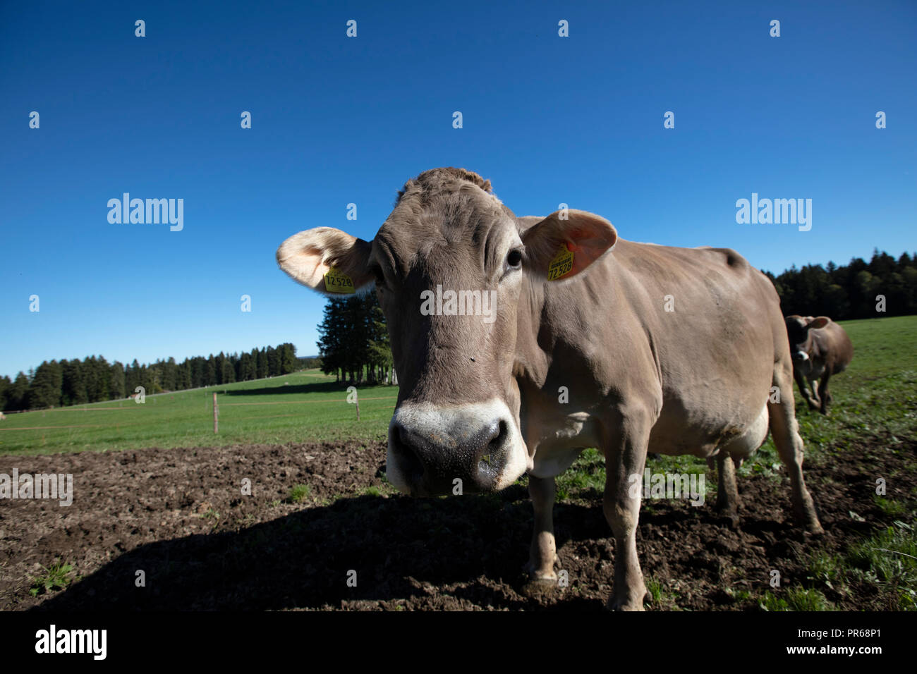 Cows on a field, Kühe auf der Weide Stock Photo