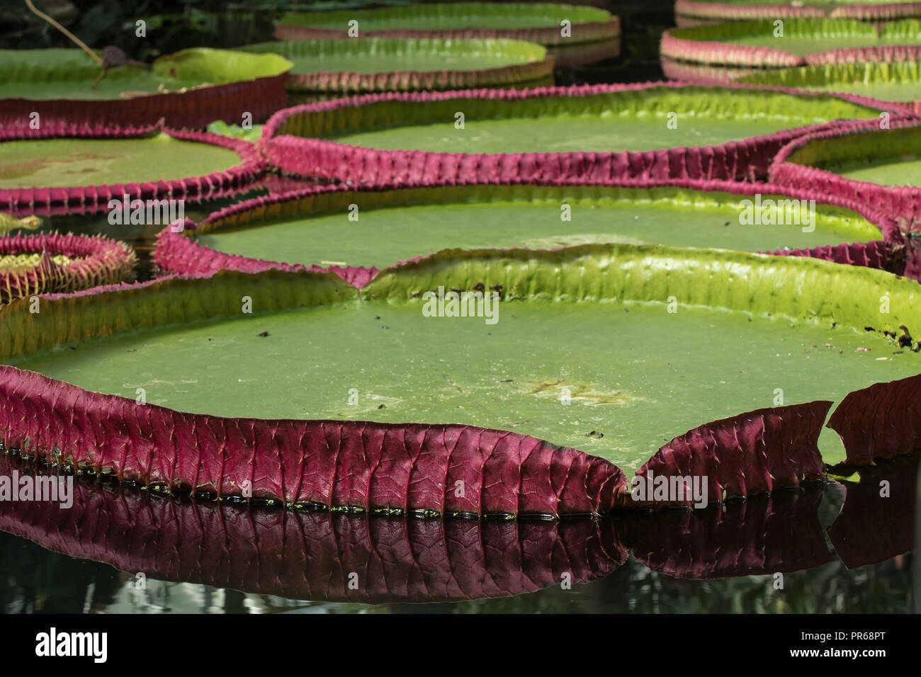 Giant water lily hi-res stock photography and images - Alamy