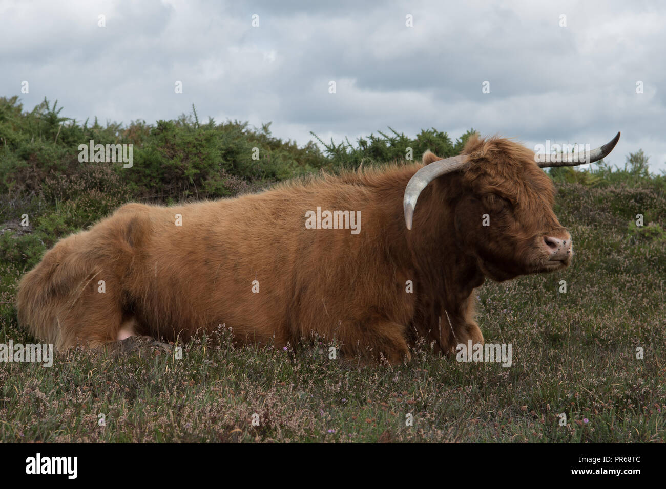 Highland cow resting in the New Forest, Hampshire UK Stock Photo - Alamy