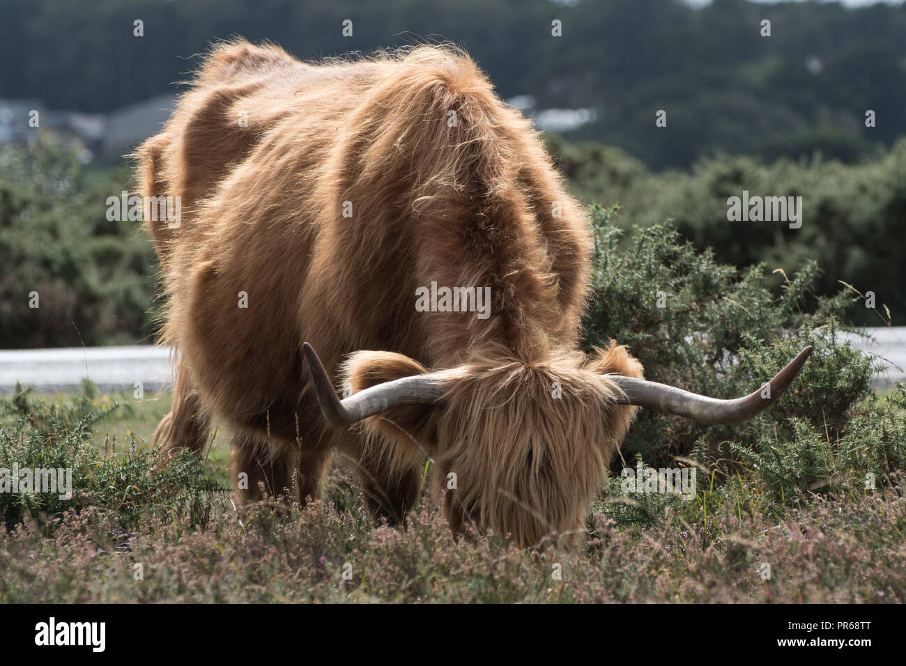 Highland cow feeding in the New Forest, Hampshire UK Stock Photo - Alamy