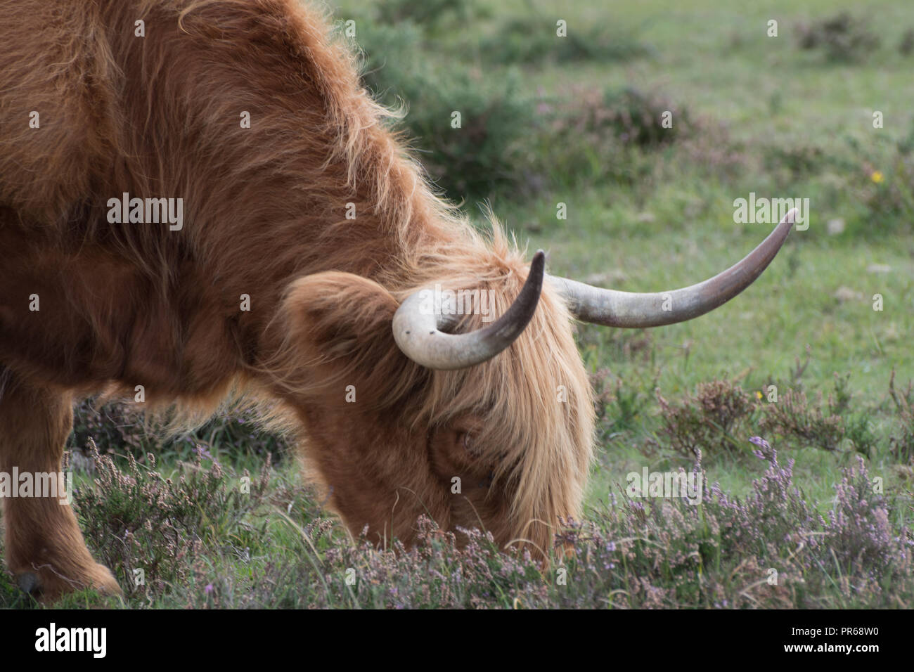 Highland cow feeding in the New Forest, Hampshire UK Stock Photo - Alamy