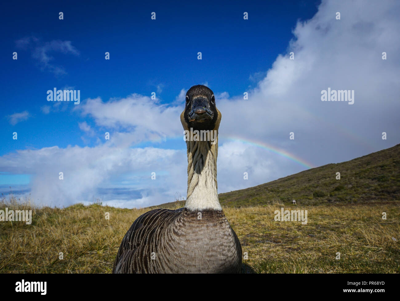 A nene, Hawaiian state bird, in the Haleakala National Park Stock Photo - Alamy