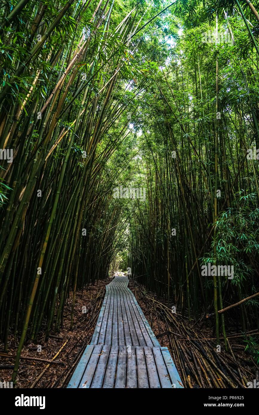 Bamboo grove on Maui island, Hawaii Stock Photo Alamy