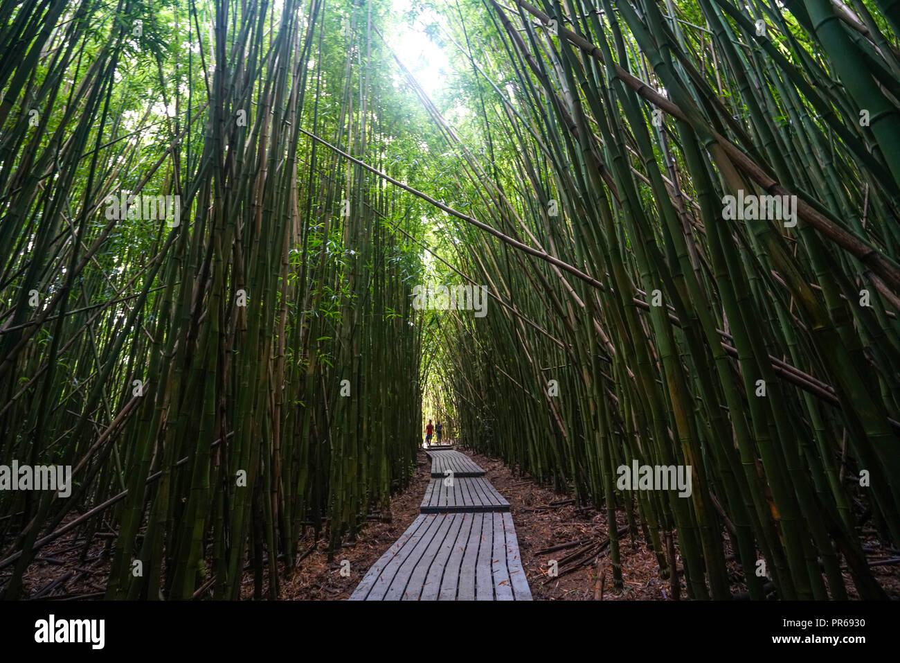 Bamboo grove on Maui island, Hawaii Stock Photo Alamy
