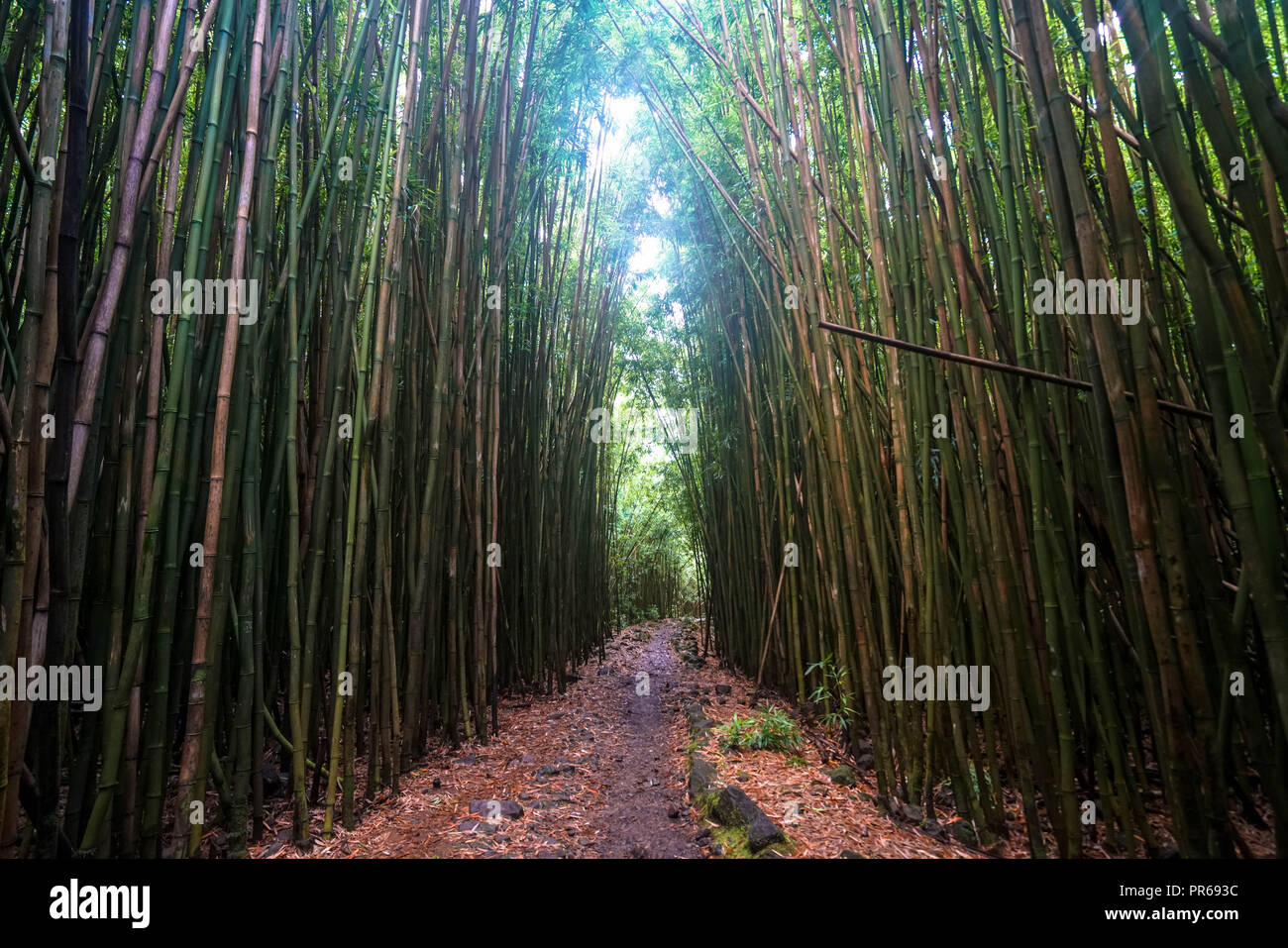 Bamboo grove on Maui island, Hawaii Stock Photo Alamy