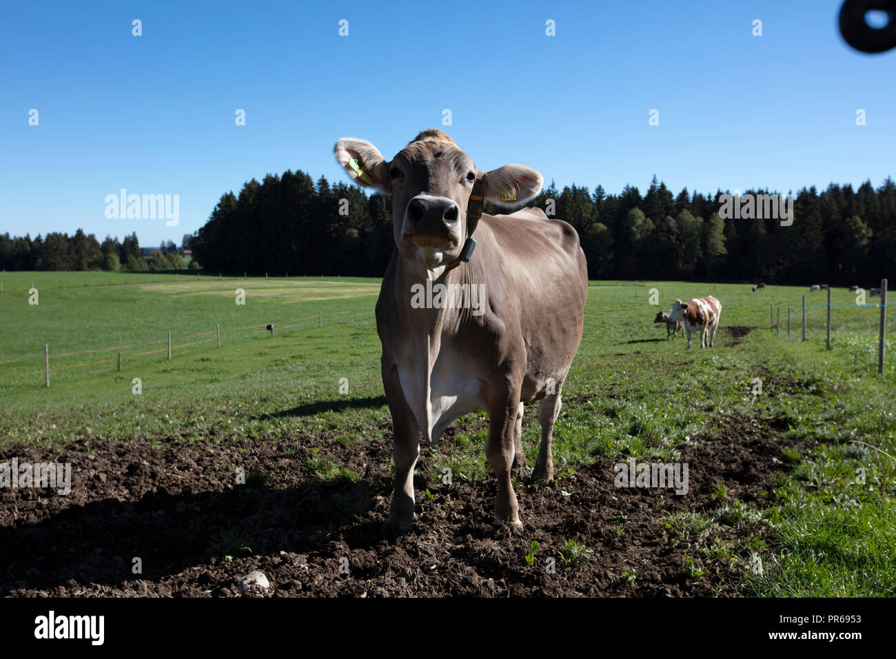 Cows on a field, Kühe auf der Weide Stock Photo