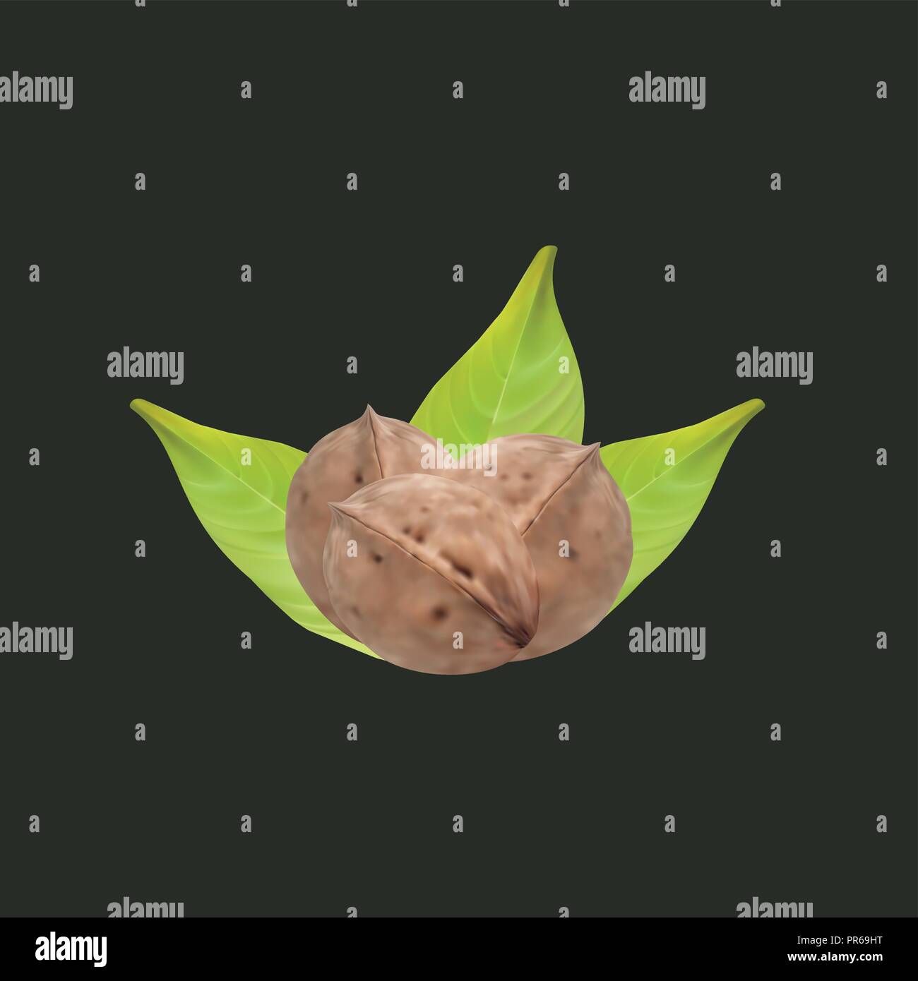 Realistic tree walnut and walnut leaf, vector, illustration, eps file Stock Vector