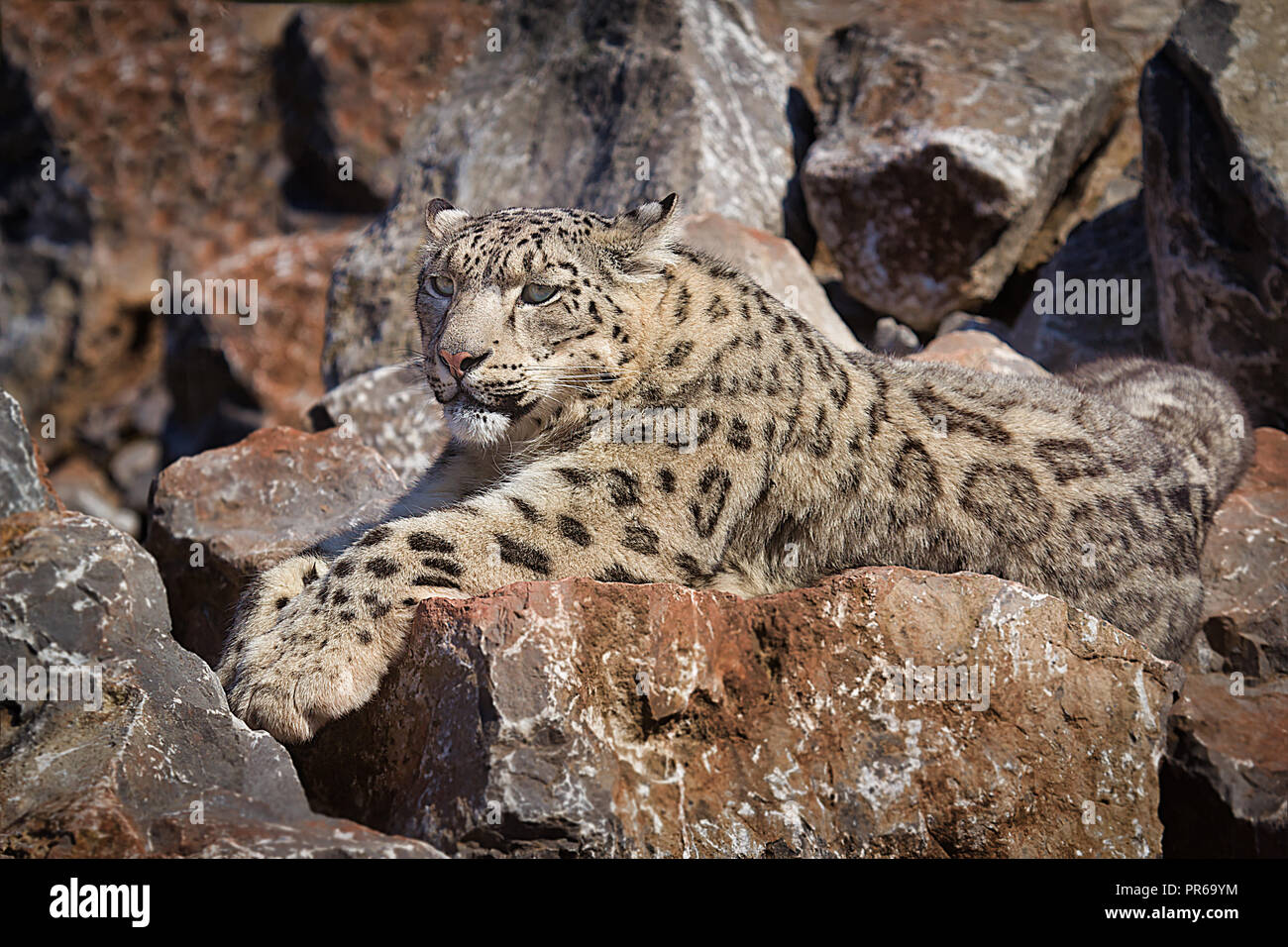 Close up full length photograph of a snow leopard lying across the rocks. It blends in with the background as it lies relaxing Stock Photo