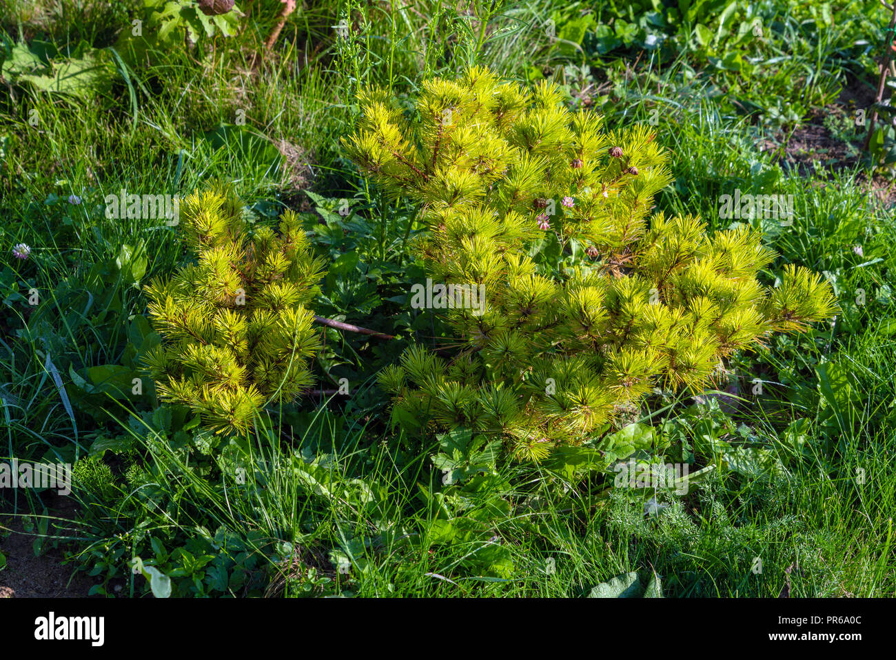 Seedling of a young Weymouth pine in a summer garden, natural landscape design and gardening Stock Photo