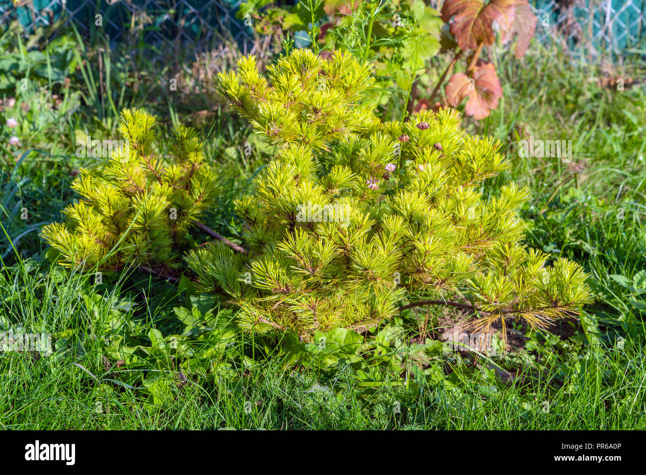 Seedling of a young Weymouth pine in a summer garden, natural landscape design and gardening Stock Photo