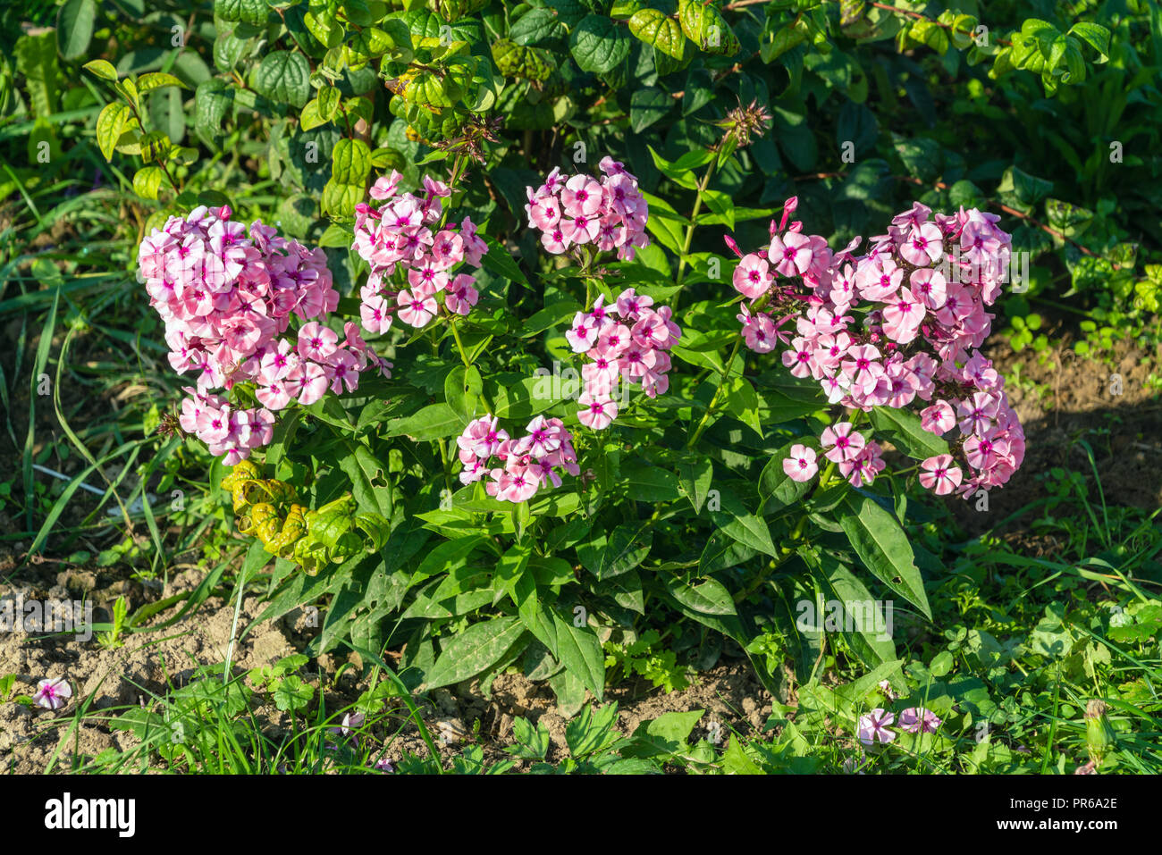 Phlox paniculata pink flowers in the summer garden, natural landscape design and gardening Stock Photo