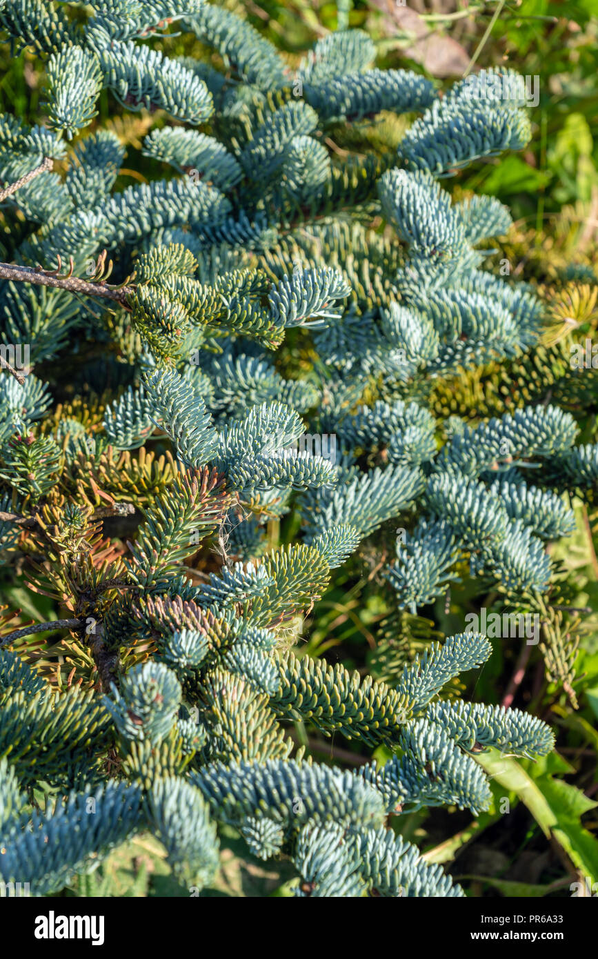 Background of silver spruce needles in the summer garden, natural landscape design and gardening Stock Photo