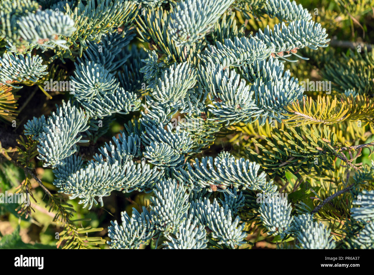 Background of silver spruce needles in the summer garden, natural landscape design and gardening Stock Photo