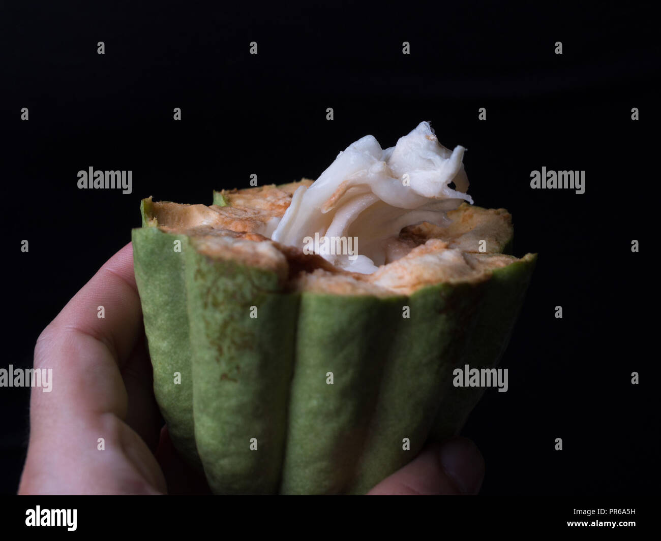 Open green cocoa fruit Stock Photo Alamy